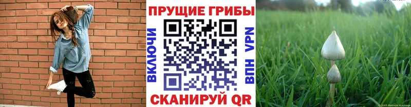 Галлюциногенные грибы GOLDEN TEACHER  Новоалександровск 